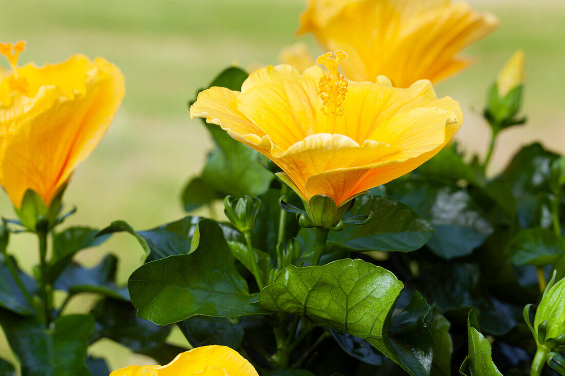 Hibiscus rosa-sinensis, gelb