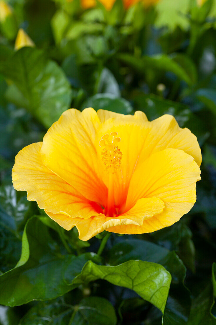 Hibiscus rosa-sinensis, yellow