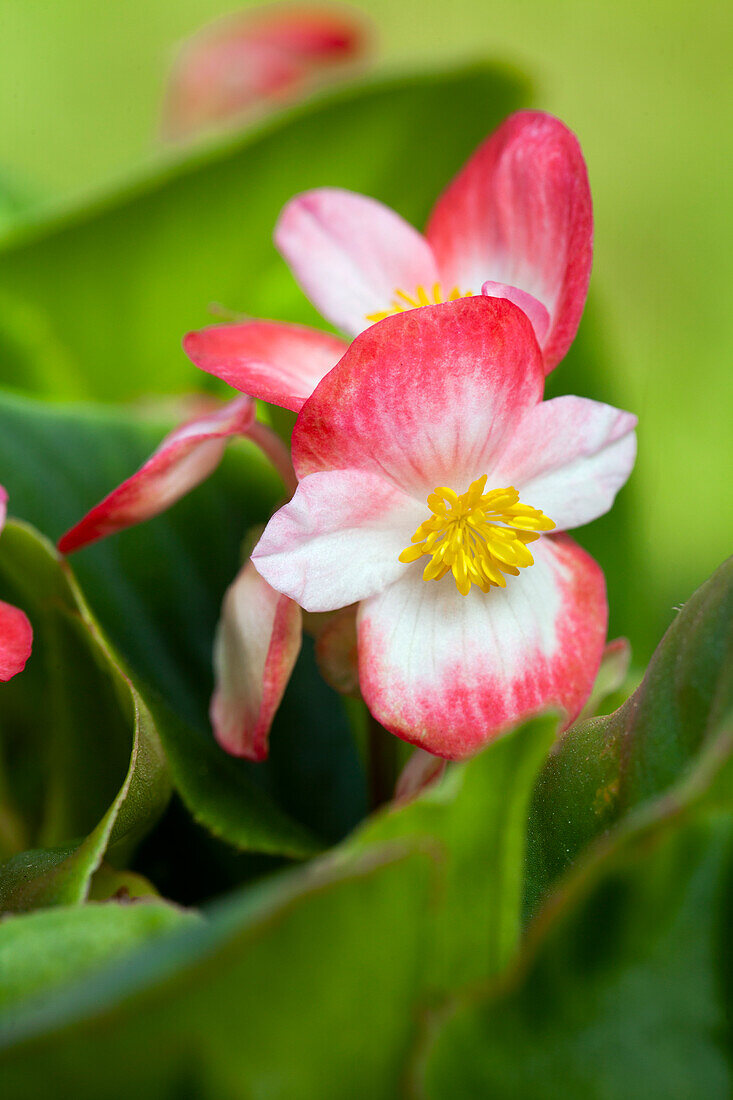 Begonia semperflorens, red-white flowers