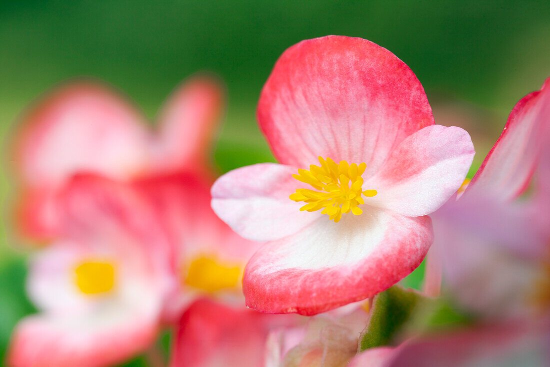 Begonia semperflorens, red and white