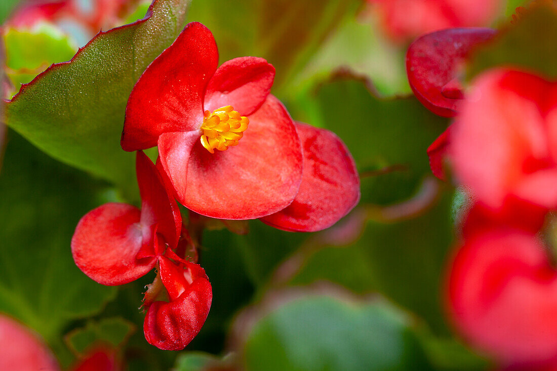 Begonia semperflorens, rot