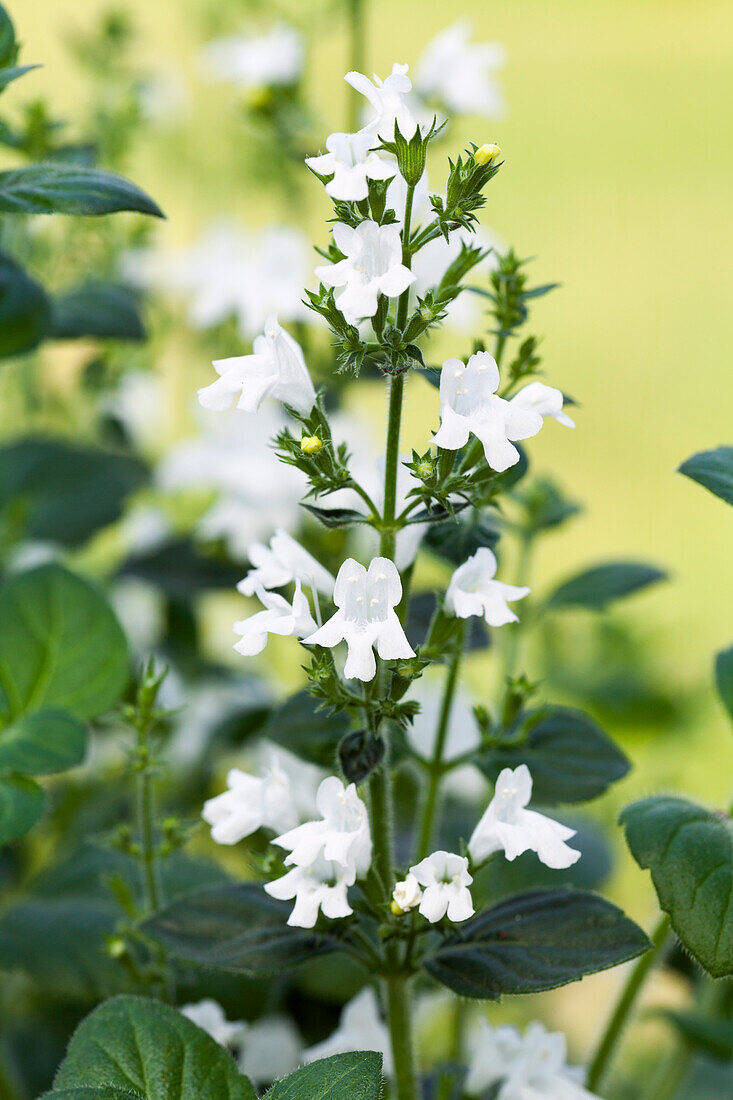 Calamintha nepeta, white