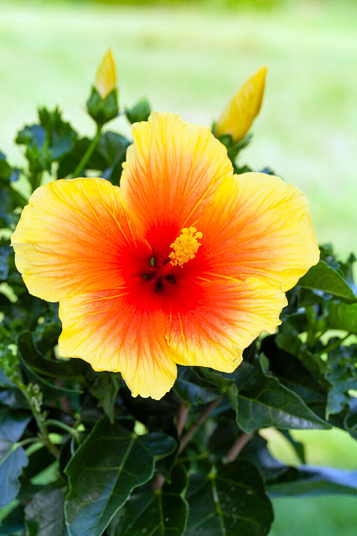 Hibiscus rosa-sinensis