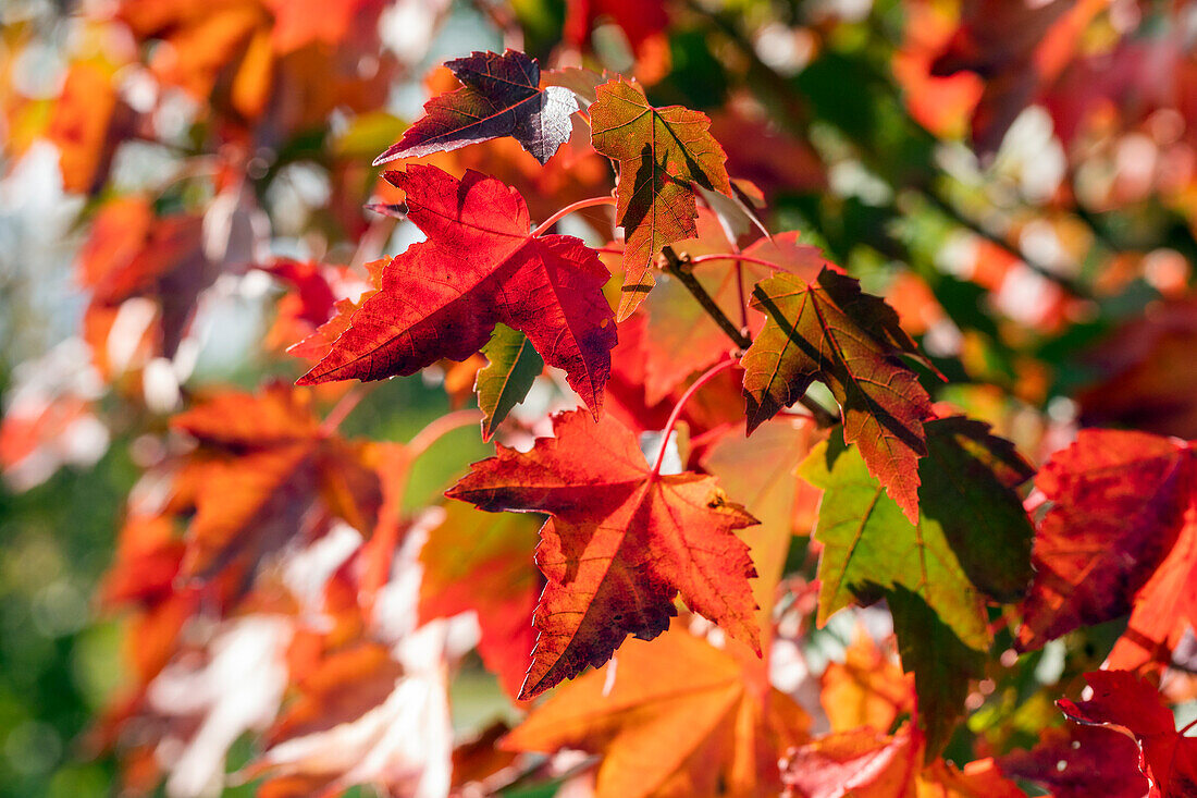 Acer rubrum 'Brandywine'