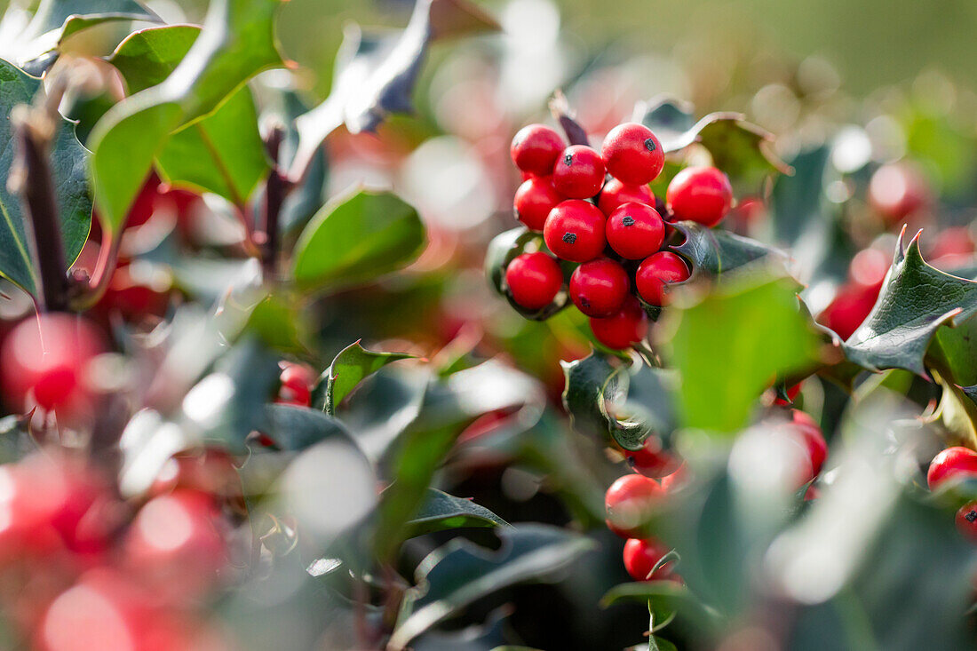 Ilex meserveae 'Blue Angel'®