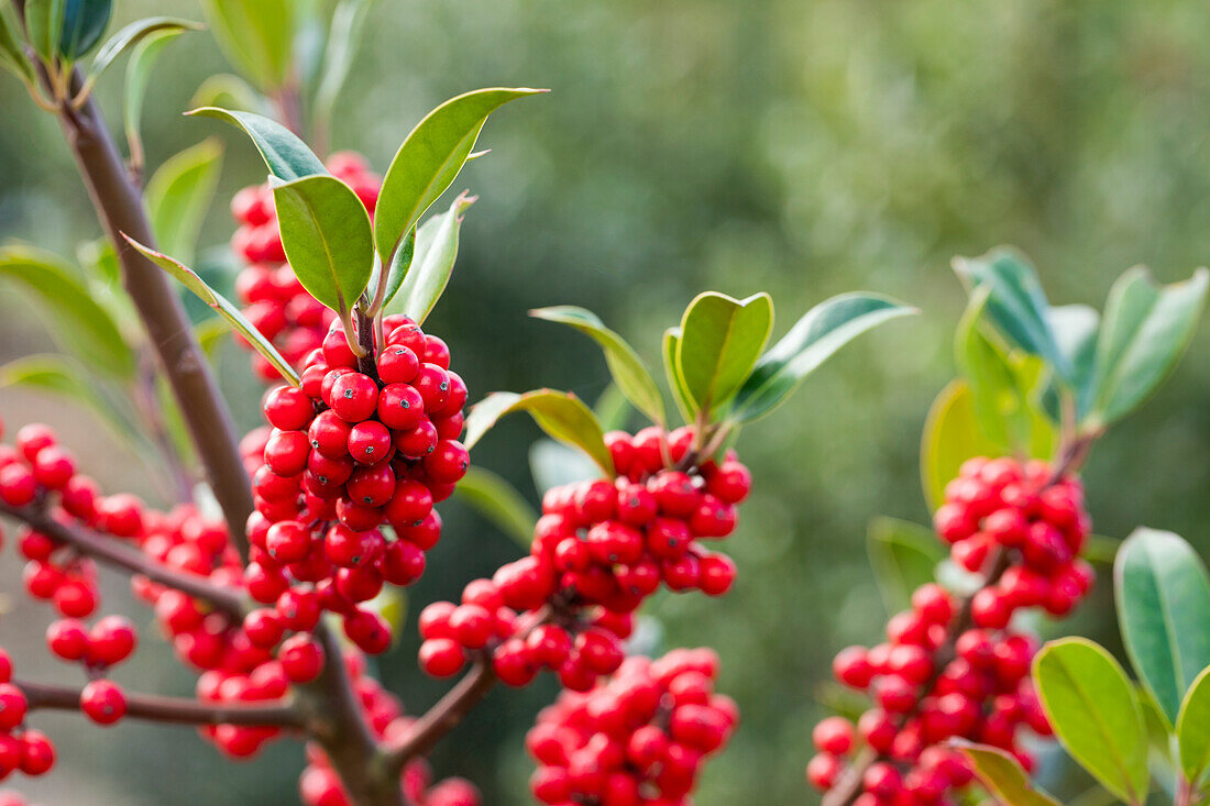 Ilex aquifolium 'Siberia'®