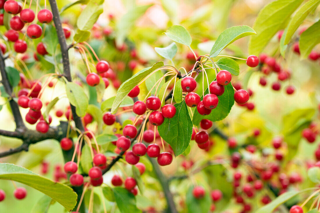 Malus 'Red Jewel