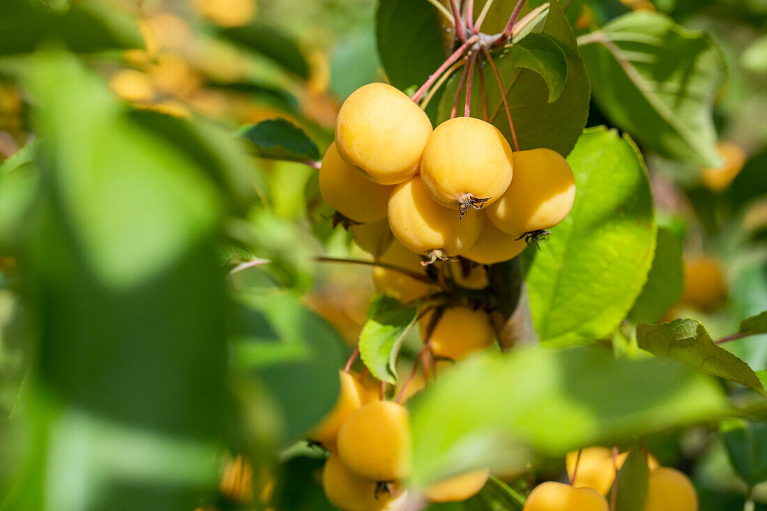 Malus 'Wintergold'