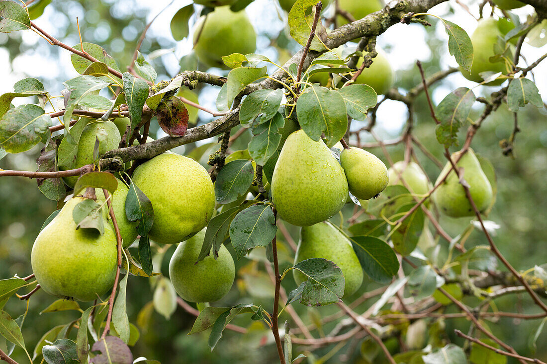 Pyrus communis 'Alexander Lucas'