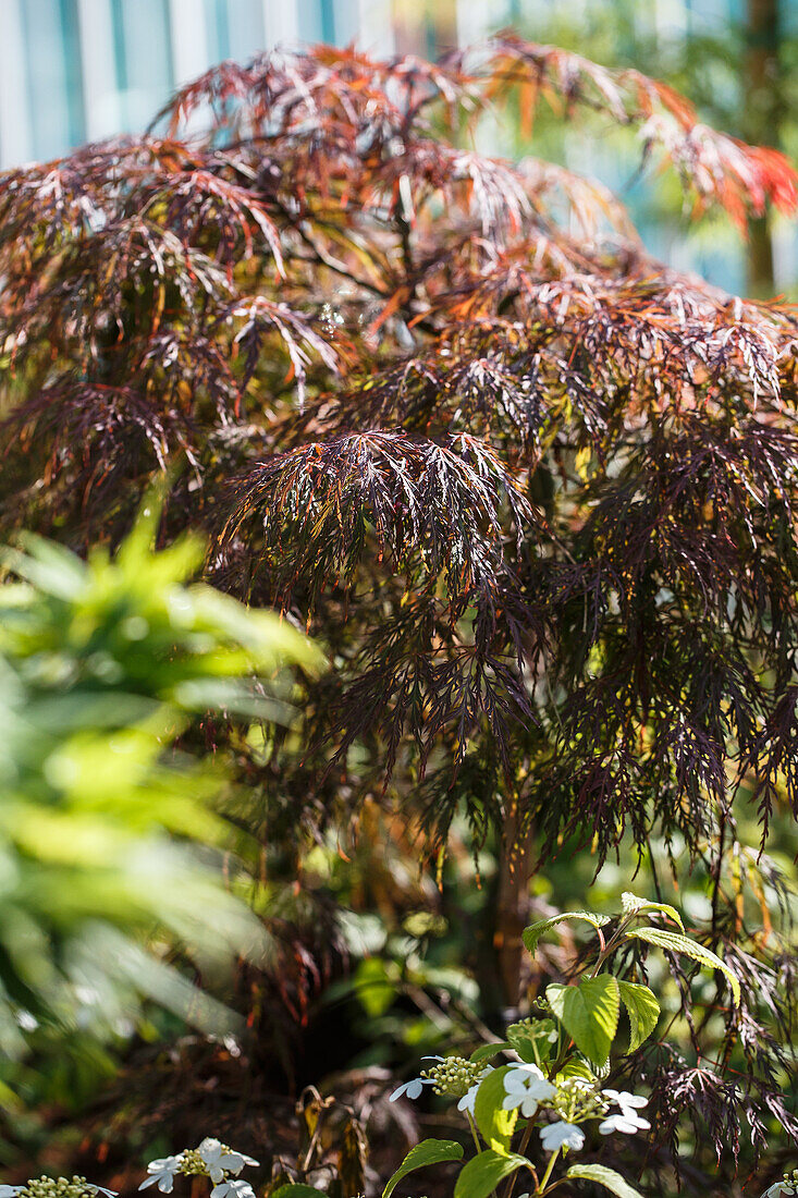 Acer palmatum 'Dissectum Garnet'