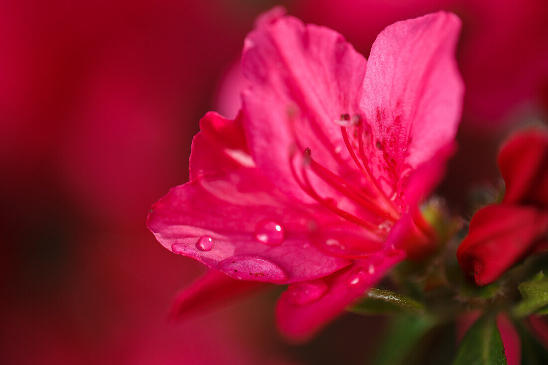 Rhododendron obtusum 'Rotkehlchen'