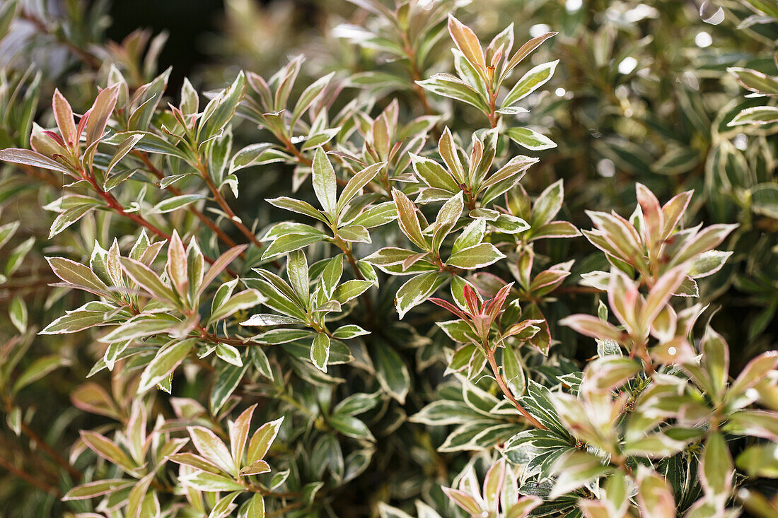 Pieris japonica 'Little Heath