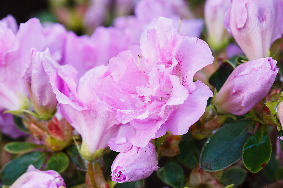 Rhododendron obtusum 'Elsie Lee'