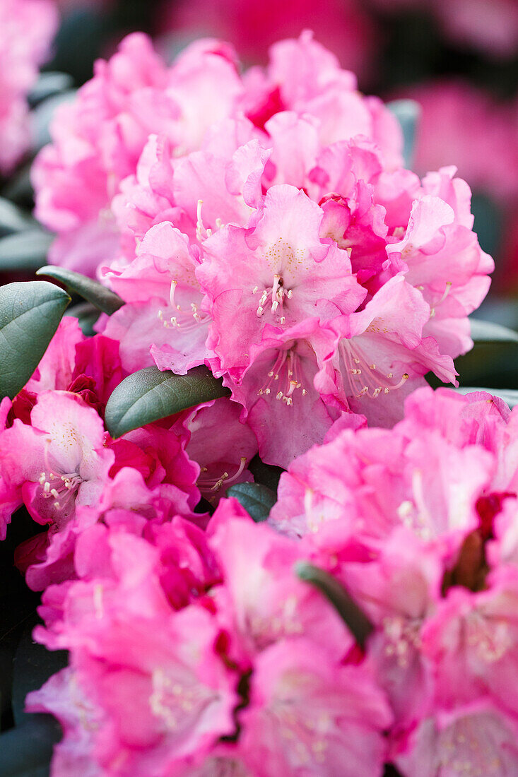 Rhododendron yakushimanum 'Polaris'