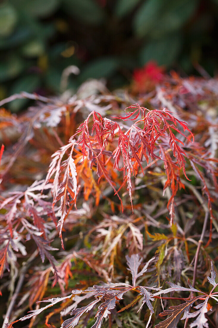 Acer palmatum 'Dissectum Garnet'