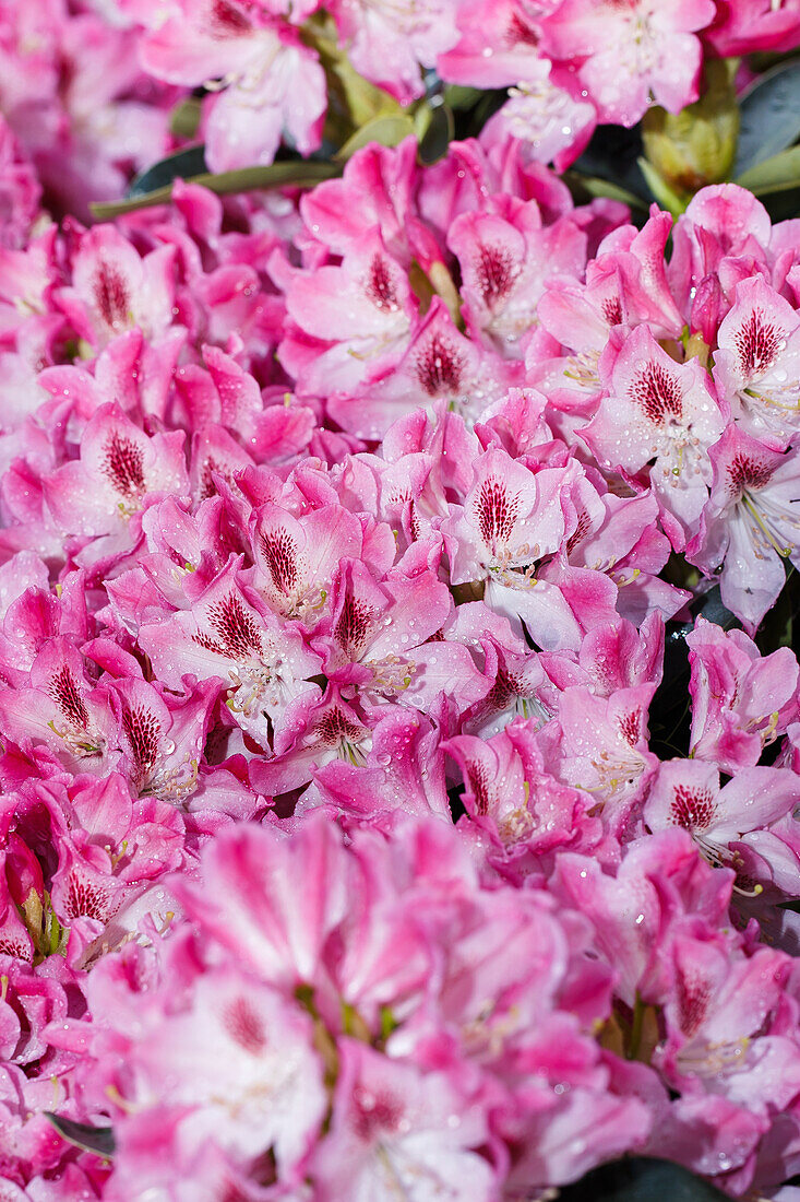 Rhododendron Helen Martin