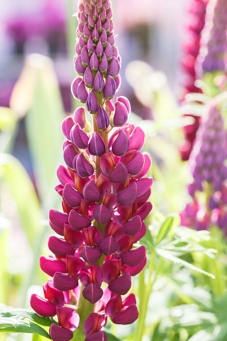 Lupinus polyphyllus 'Master Piece'®