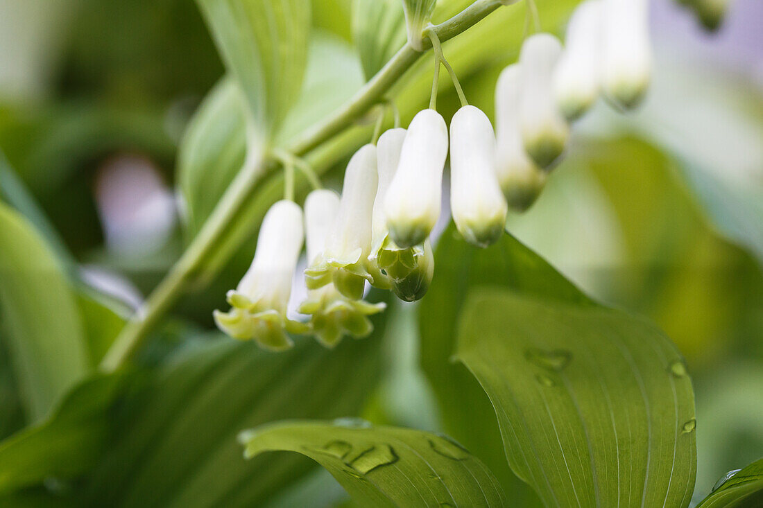 Polygonatum biflorum