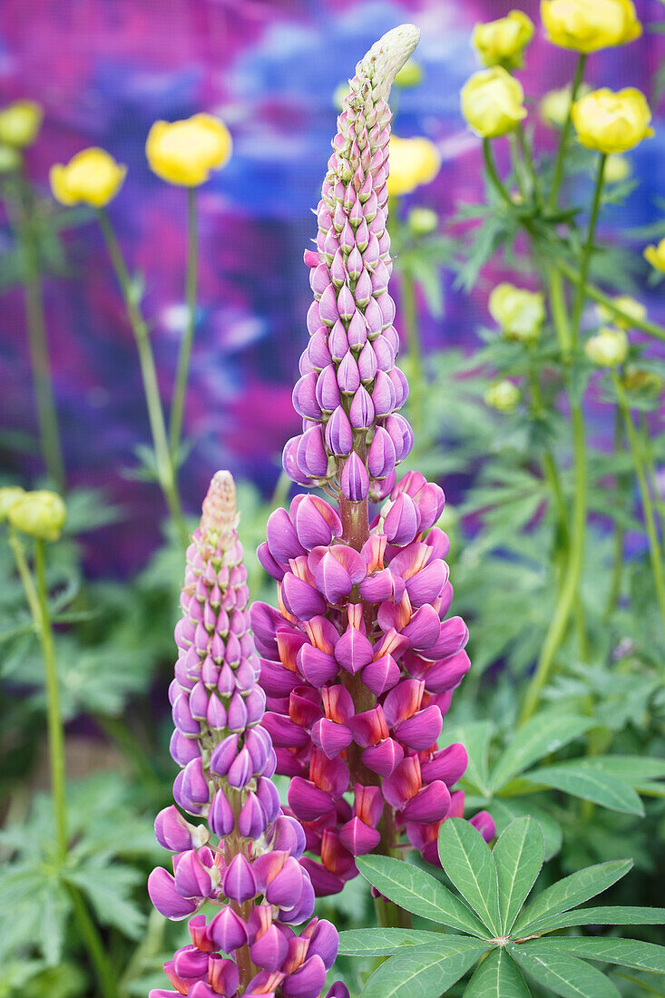 Lupinus polyphyllus 'Master Piece'®