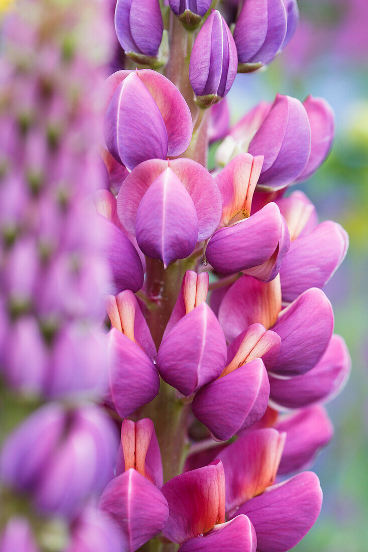 Lupinus polyphyllus 'Master Piece'®