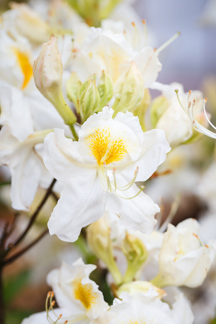 Rhododendron luteum 'Schneegold' (Snow Gold)