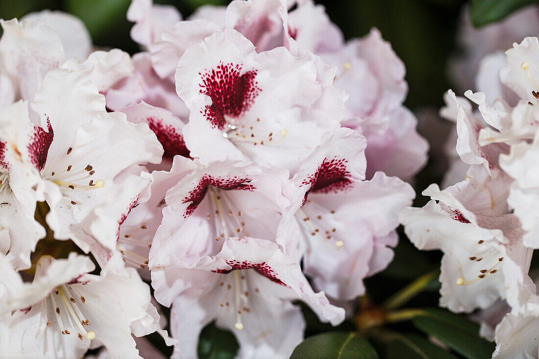 Rhododendron yakushimanum 'Annika'.