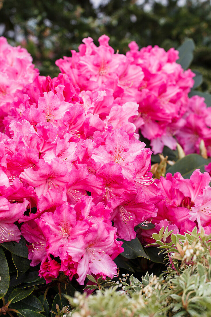 Rhododendron 'Caruso'®