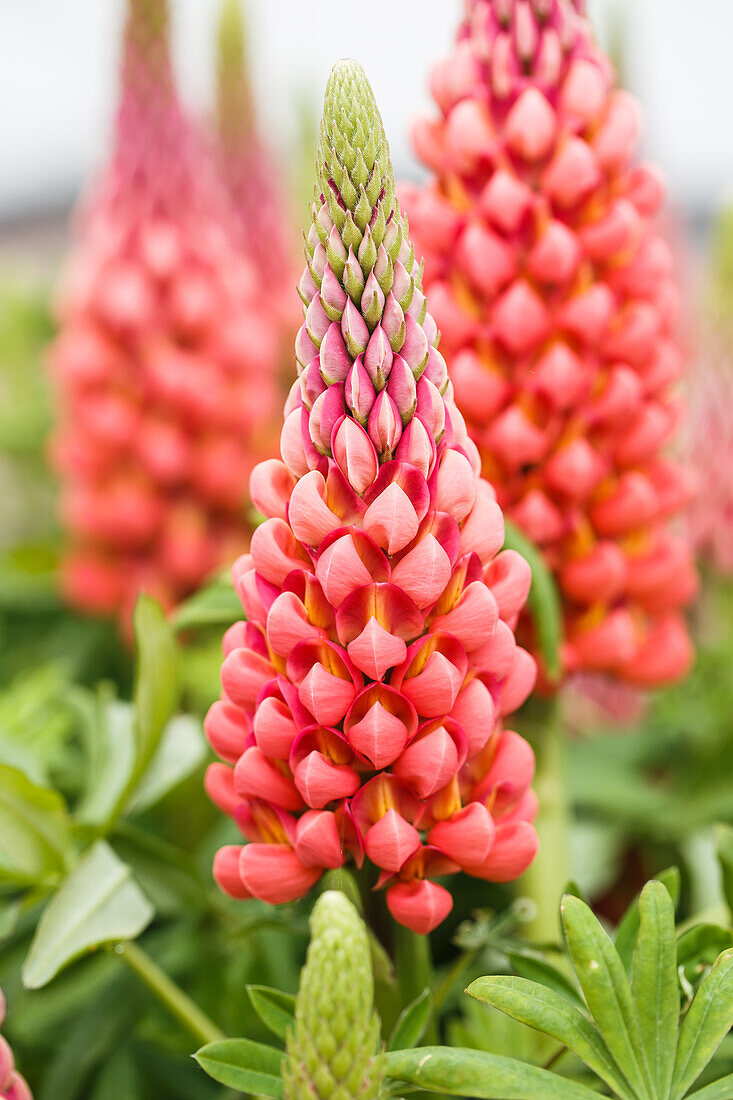 Lupinus polyphyllus, red