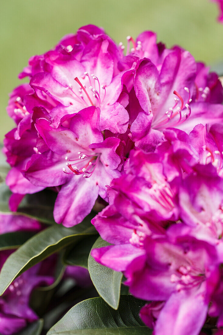 Rhododendron 'Anatevka'