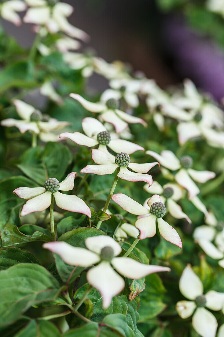 Cornus kousa chinensis 'Kea'.