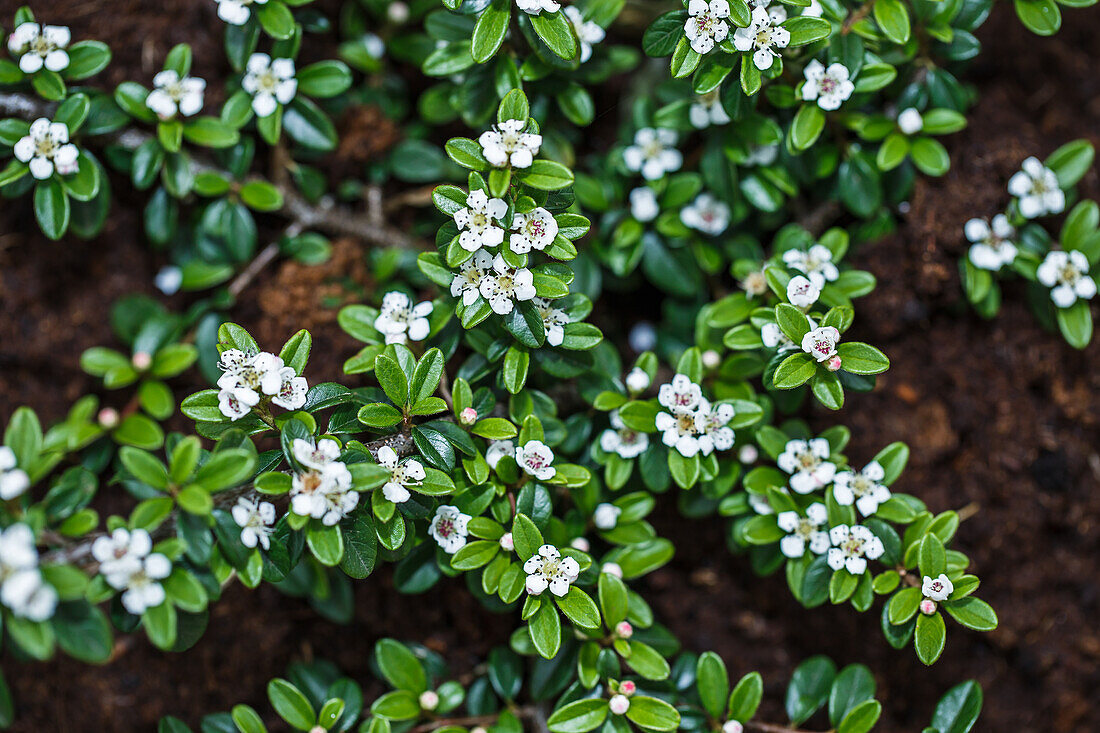 Cotoneaster dammeri 'Coral Beauty