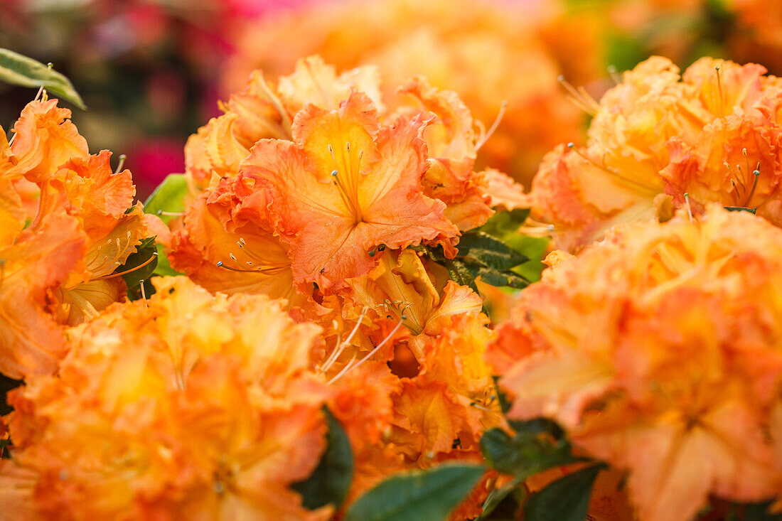 Rhododendron luteum 'Gibraltar'