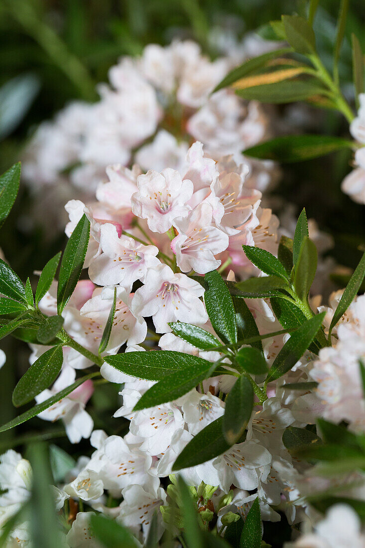 Rhododendron micranthum