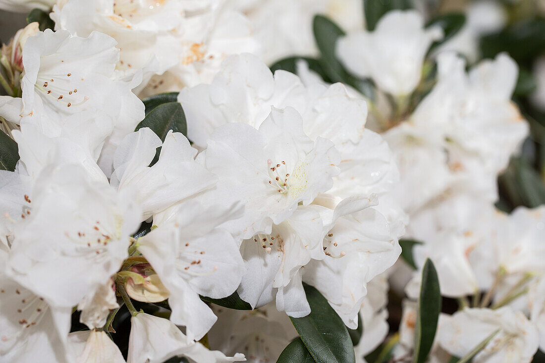 Rhododendron yakushimanum 'Seidenglanz'