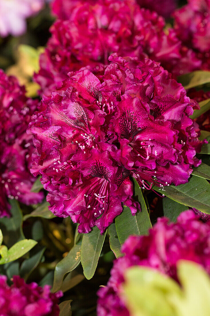 Rhododendron Midnight Beauty
