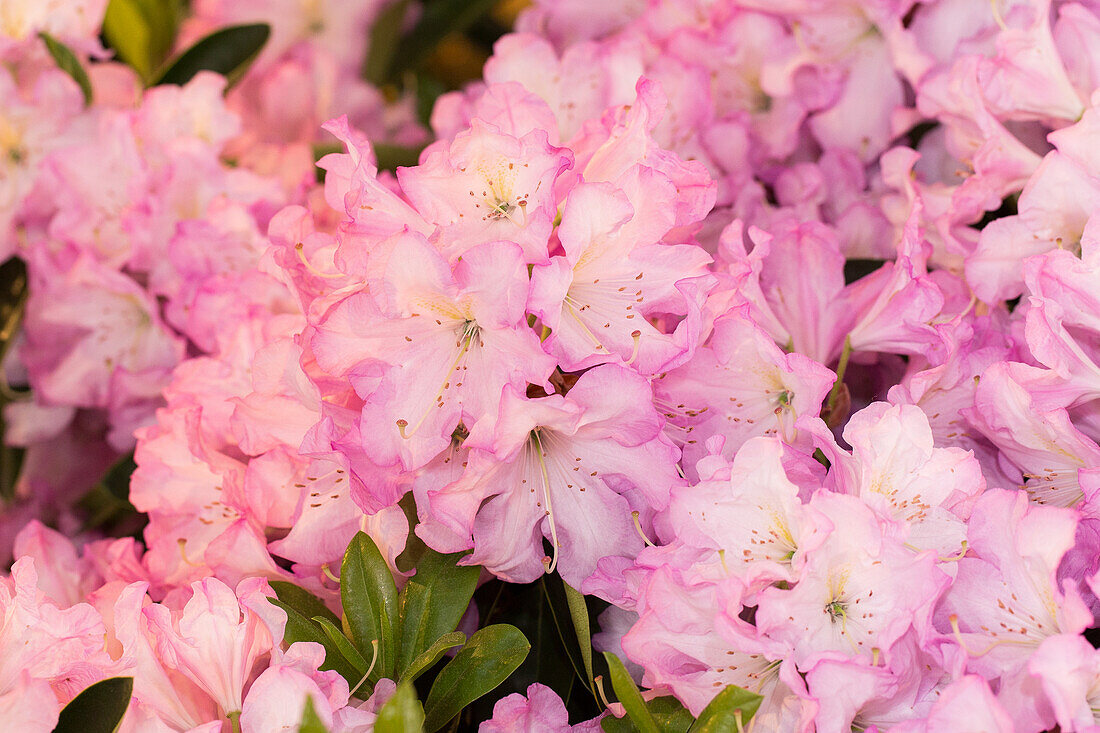 Rhododendron 'Rosé Fragrance