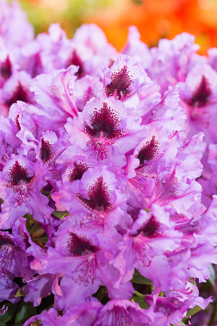Rhododendron 'Rhododendronpark Graal-Müritz'