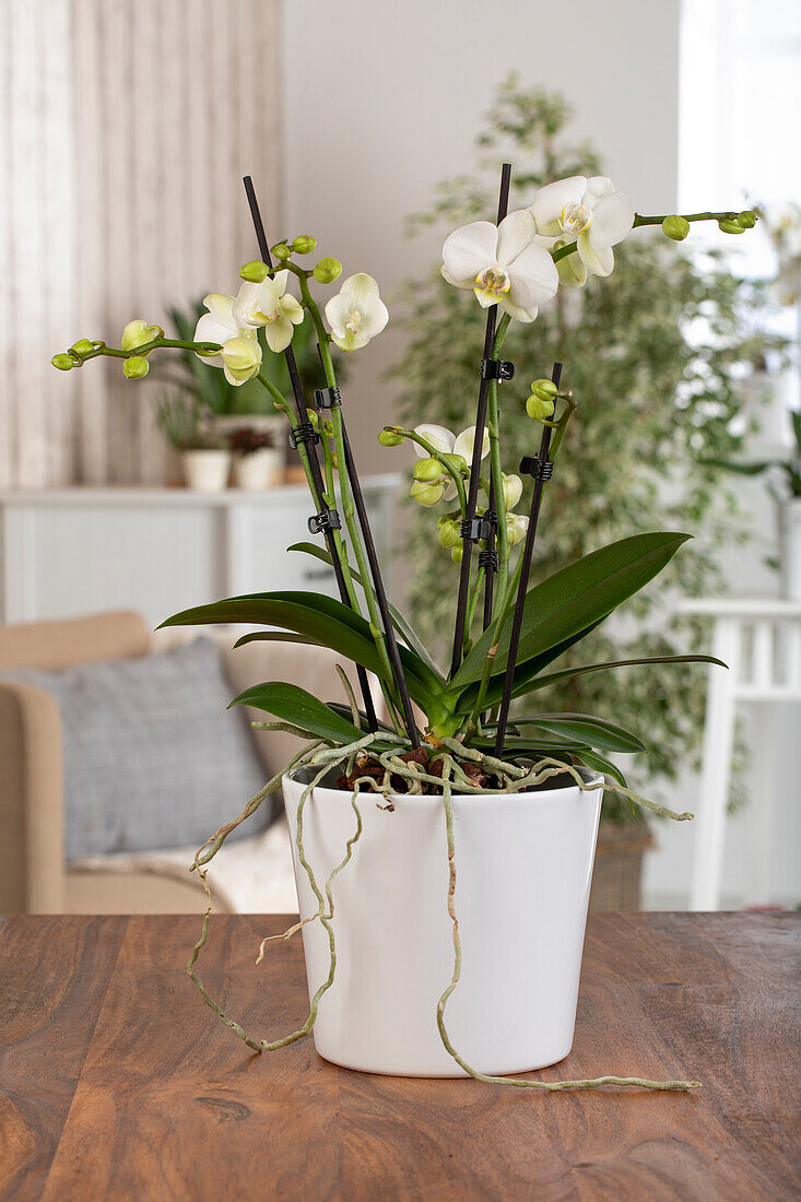 Phalaenopsis, weiß