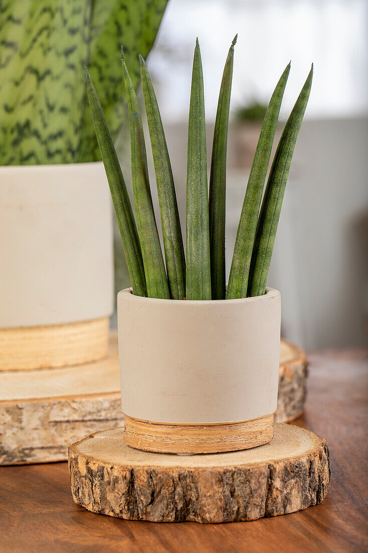 Sansevieria cylindrica