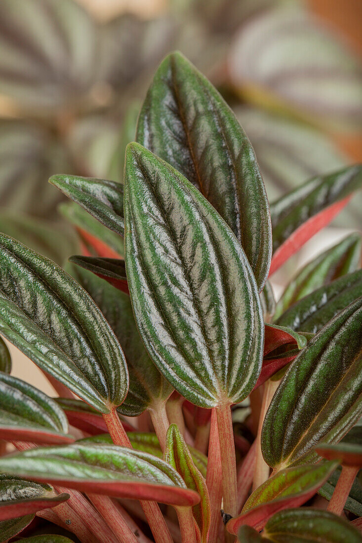 Peperomia caperata