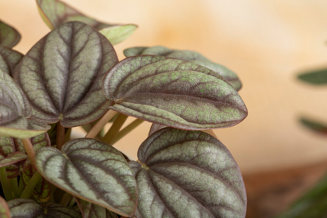 Peperomia griseoargentea