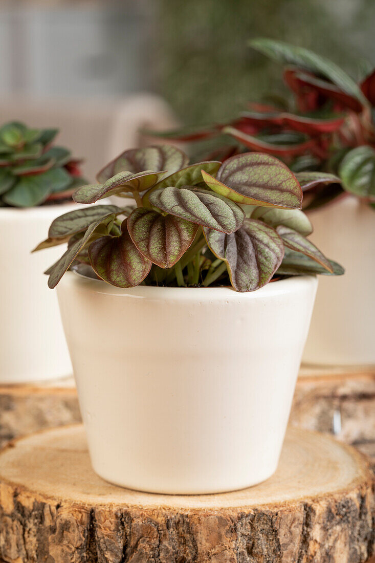 Peperomia griseoargentea