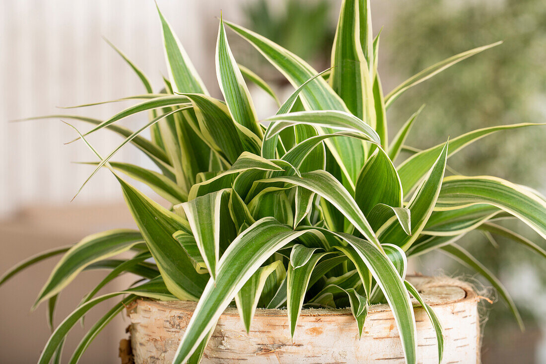 Chlorophytum comosum 'Ocean'