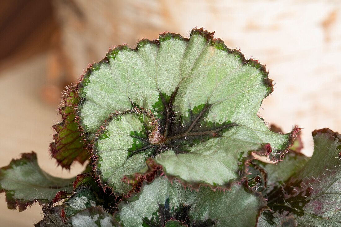 Begonia rex