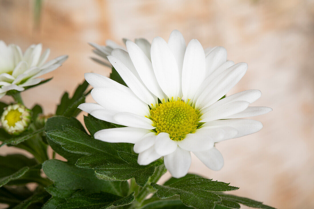 Chrysanthemum indicum, weiß