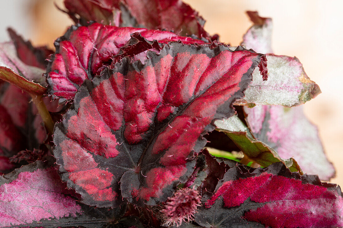 Begonia rex