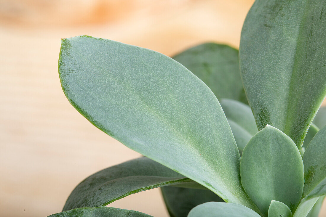 Senecio cephalophorus