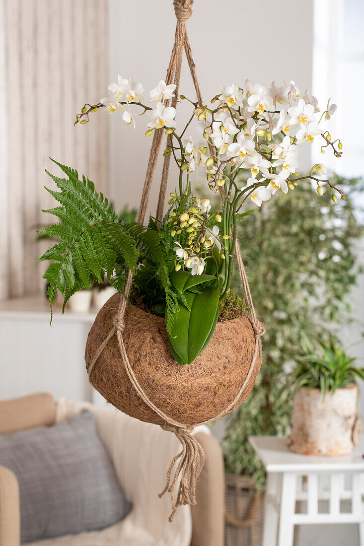 Phalaenopsis multiflora, white