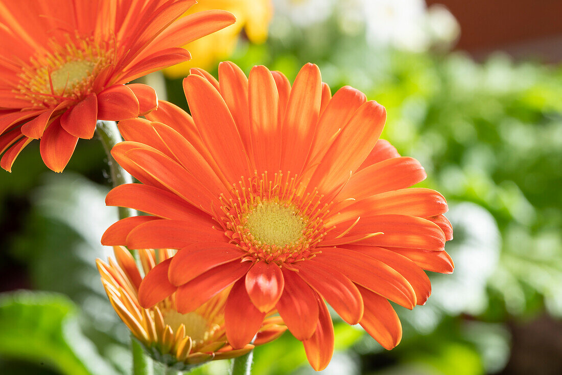 Gerbera jamesonii