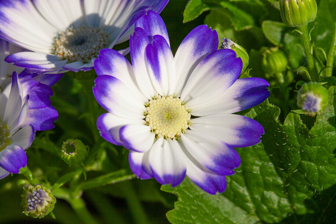 Cineraria cruentus